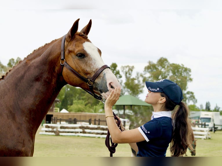 Caballo de deporte español Caballo castrado 8 años 161 cm Alazán in Sevilla