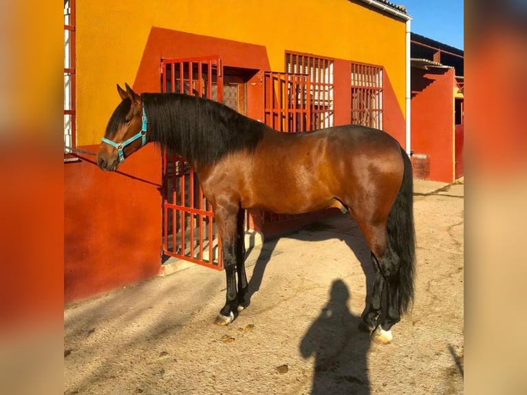 Caballo de deporte español Caballo castrado 8 años 165 cm Castaño claro in Madrid