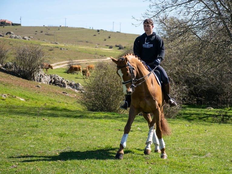 Caballo de deporte español Caballo castrado 8 años 167 cm Alazán rojizo in Espirdo