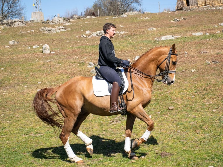 Caballo de deporte español Caballo castrado 8 años 167 cm Alazán rojizo in Espirdo