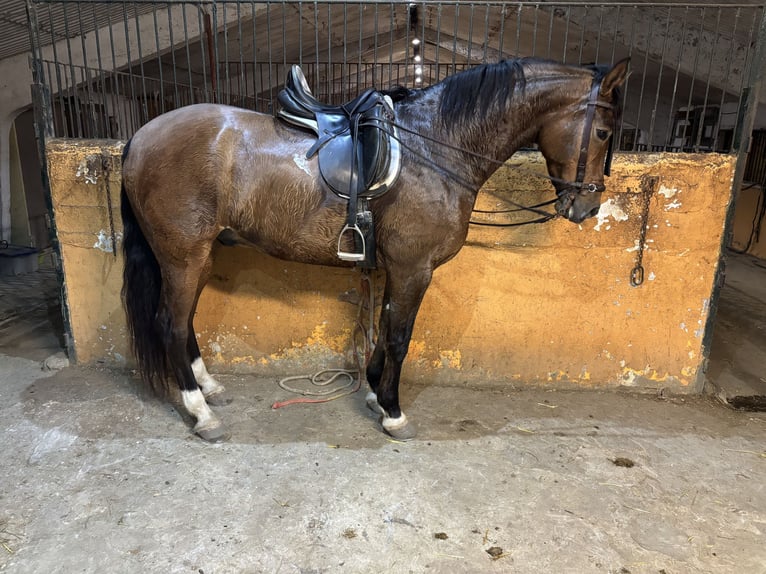 Caballo de deporte español Caballo castrado 8 años 167 cm Castaño rojizo in ZaragozaZaragoza