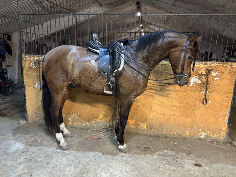 Caballo de deporte español Caballo castrado 8 años 167 cm Castaño rojizo in ZaragozaZaragoza