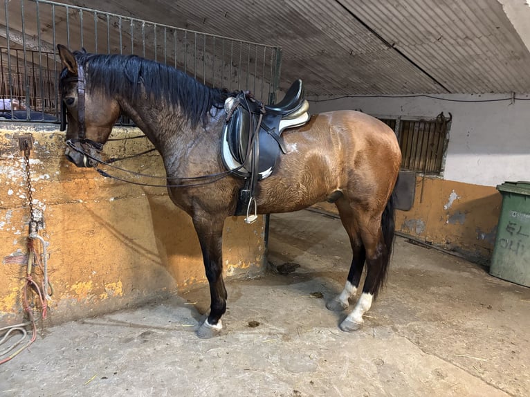 Caballo de deporte español Caballo castrado 8 años 167 cm Castaño rojizo in ZaragozaZaragoza