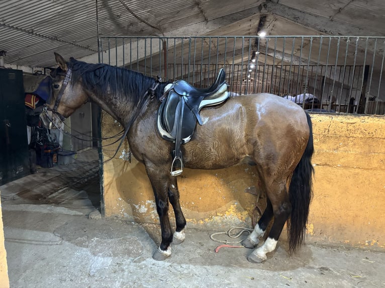 Caballo de deporte español Caballo castrado 8 años 167 cm Castaño rojizo in ZaragozaZaragoza