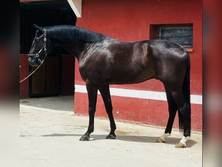 Caballo de deporte español Caballo castrado 8 años 168 cm Castaño in Madrid