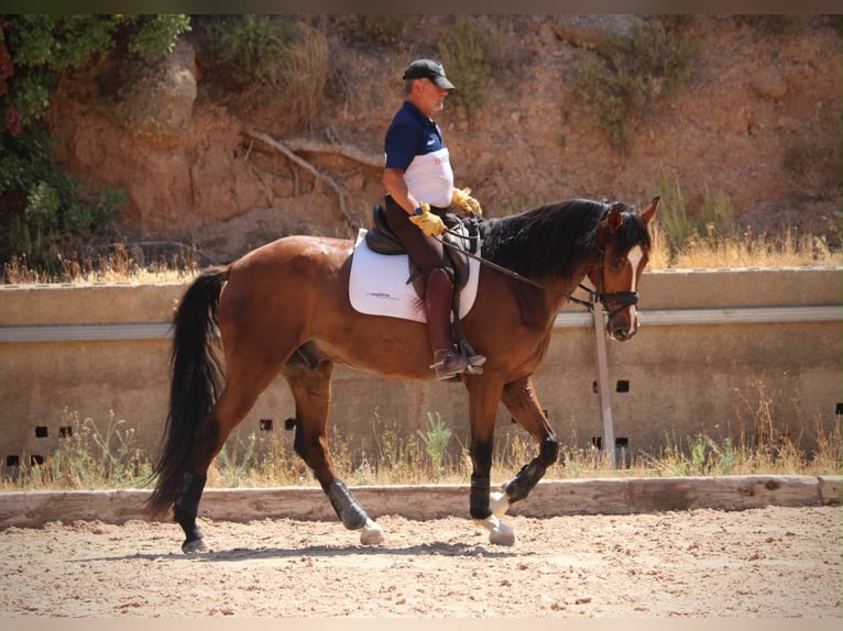 Caballo de deporte español Caballo castrado 8 años 168 cm Castaño in Valencia