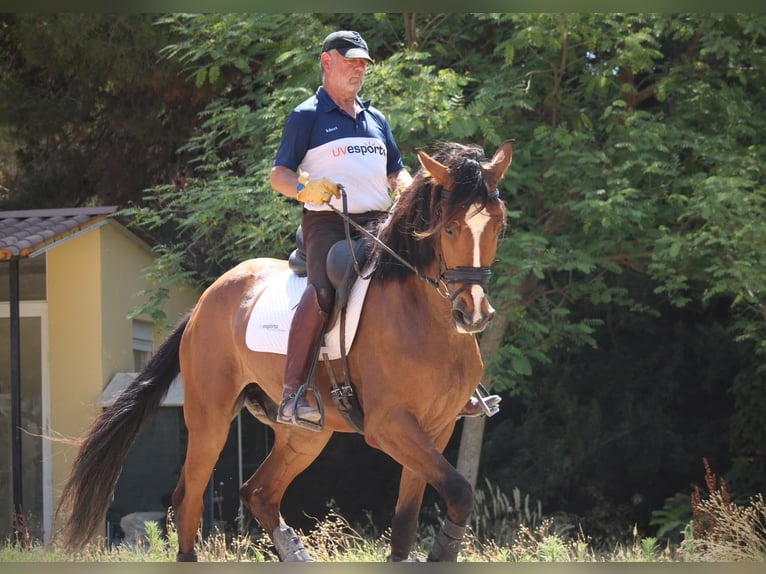 Caballo de deporte español Caballo castrado 8 años 168 cm Castaño in Valencia