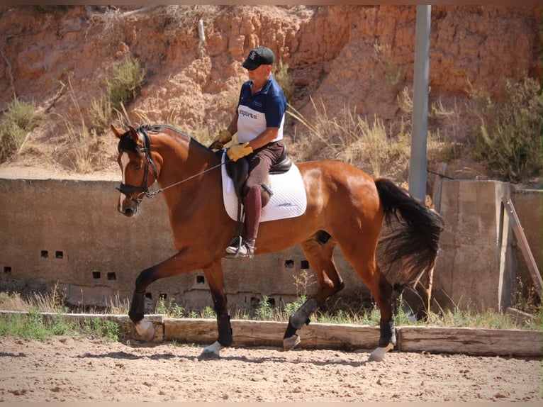 Caballo de deporte español Caballo castrado 8 años 168 cm Castaño in Valencia