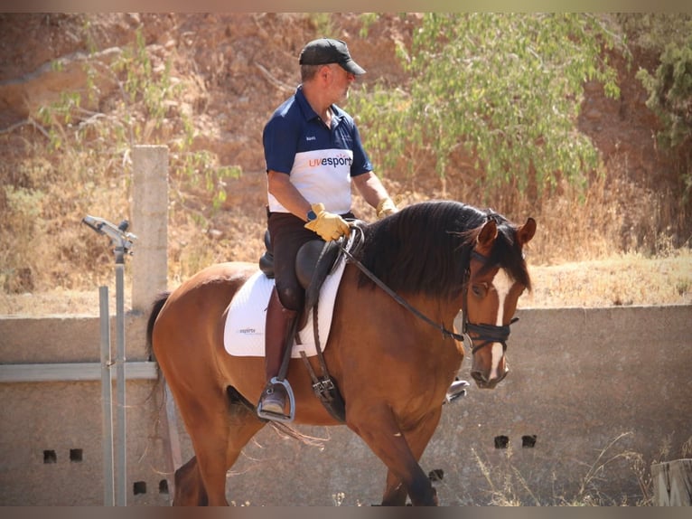 Caballo de deporte español Caballo castrado 8 años 168 cm Castaño in Valencia