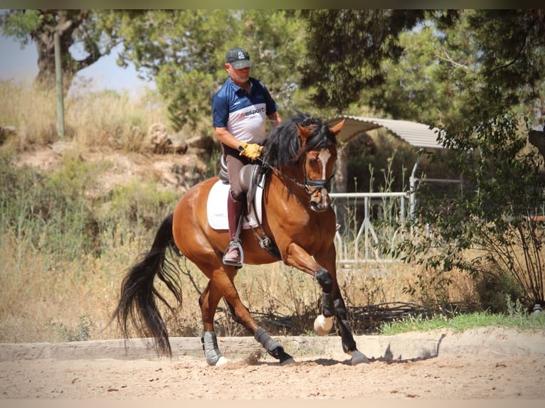 Caballo de deporte español Caballo castrado 8 años 168 cm Castaño in Valencia