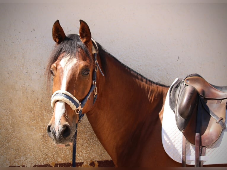 Caballo de deporte español Caballo castrado 8 años 168 cm Castaño in Valencia