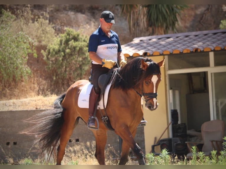 Caballo de deporte español Caballo castrado 8 años 168 cm Castaño in Valencia