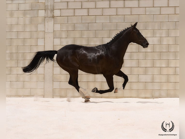 Caballo de deporte español Caballo castrado 8 años 168 cm Negro in Navalperal De Pinares