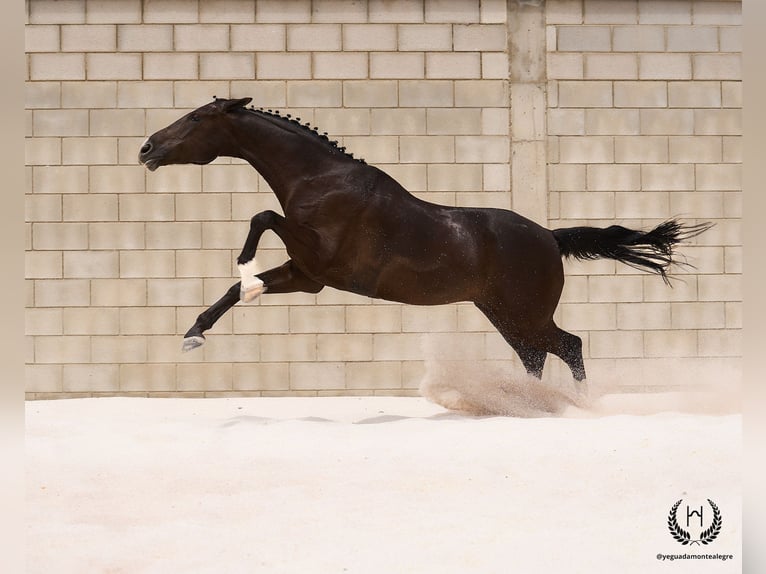 Caballo de deporte español Caballo castrado 8 años 168 cm Negro in Navalperal De Pinares