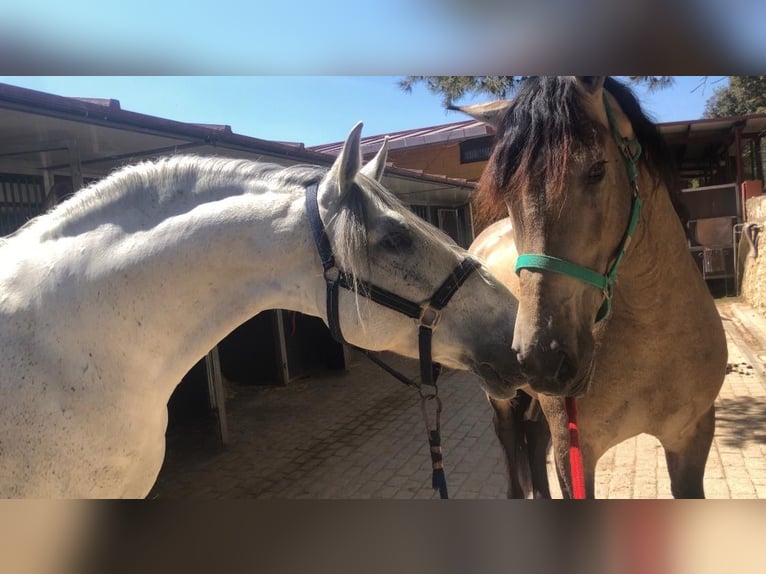 Caballo de deporte español Caballo castrado 8 años 169 cm Tordo in TarragonaTarragona