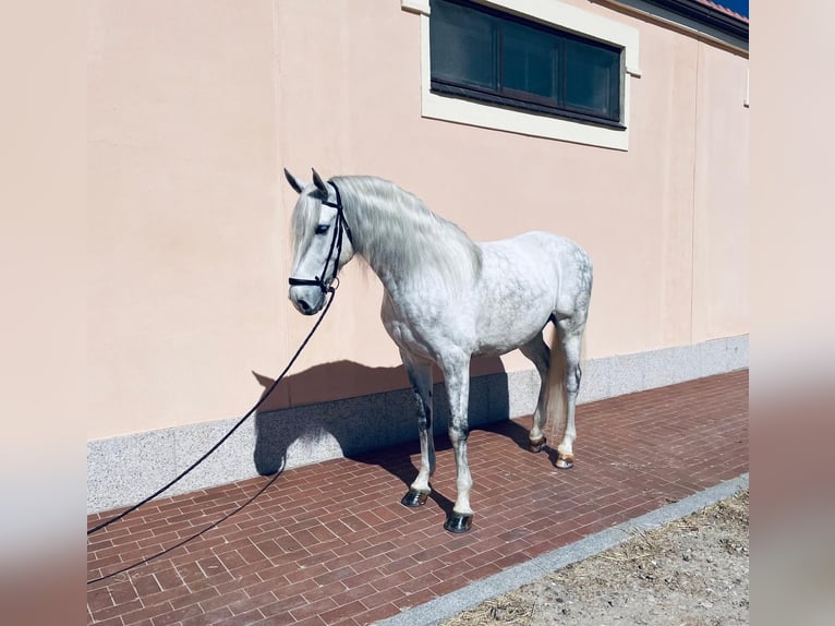 Caballo de deporte español Caballo castrado 8 años 170 cm Tordo in Peñaranda De Bracamonte