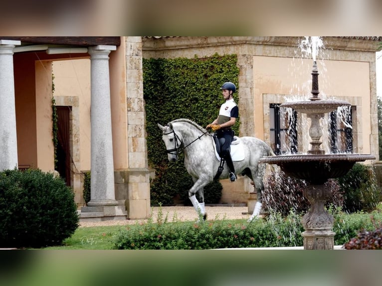 Caballo de deporte español Caballo castrado 8 años 170 cm Tordo in Peñaranda De Bracamonte