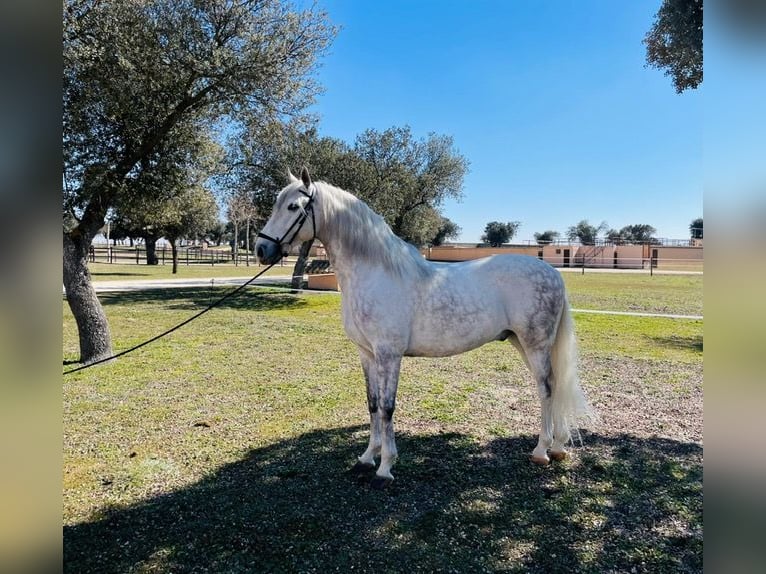 Caballo de deporte español Caballo castrado 8 años 170 cm Tordo in Peñaranda De Bracamonte