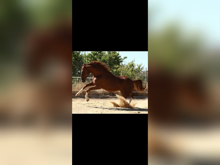 Caballo de deporte español Caballo castrado 8 años 171 cm Alazán in Caravaca De La Cruz