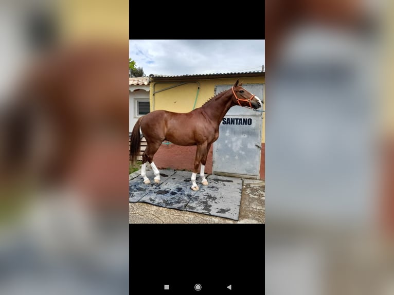 Caballo de deporte español Caballo castrado 8 años 171 cm Alazán in Caravaca De La Cruz