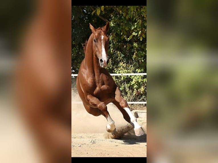 Caballo de deporte español Caballo castrado 8 años 171 cm Alazán in Caravaca De La Cruz