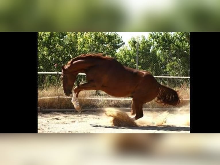 Caballo de deporte español Caballo castrado 8 años 171 cm Alazán in Caravaca De La Cruz