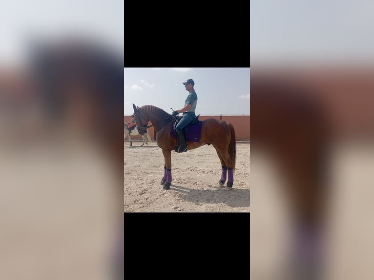 Caballo de deporte español Mestizo Caballo castrado 8 años 171 cm Alazán-tostado in Murcia