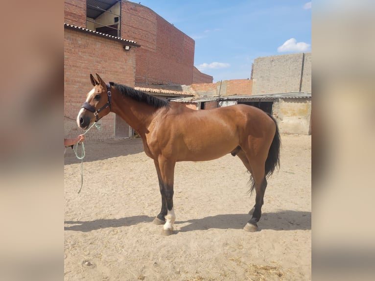 Caballo de deporte español Caballo castrado 8 años 172 cm Castaño claro in Puerto Lumbreras