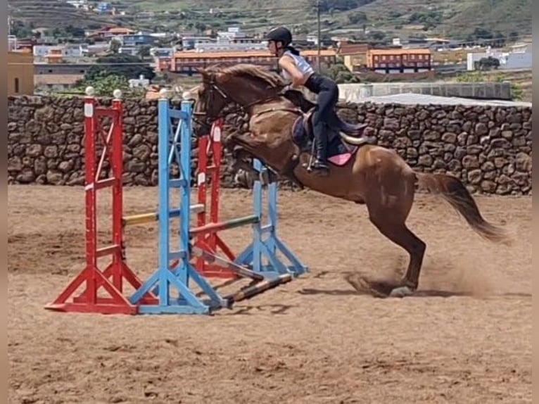 Caballo de deporte español Mestizo Caballo castrado 8 años 175 cm Alazán in Tegueste