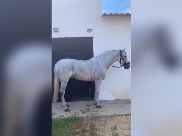 Caballo de deporte español Mestizo Caballo castrado 8 años 176 cm Tordo rodado in El Rocio