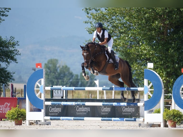 Caballo de deporte español Caballo castrado 8 años 177 cm Castaño in Barcelona