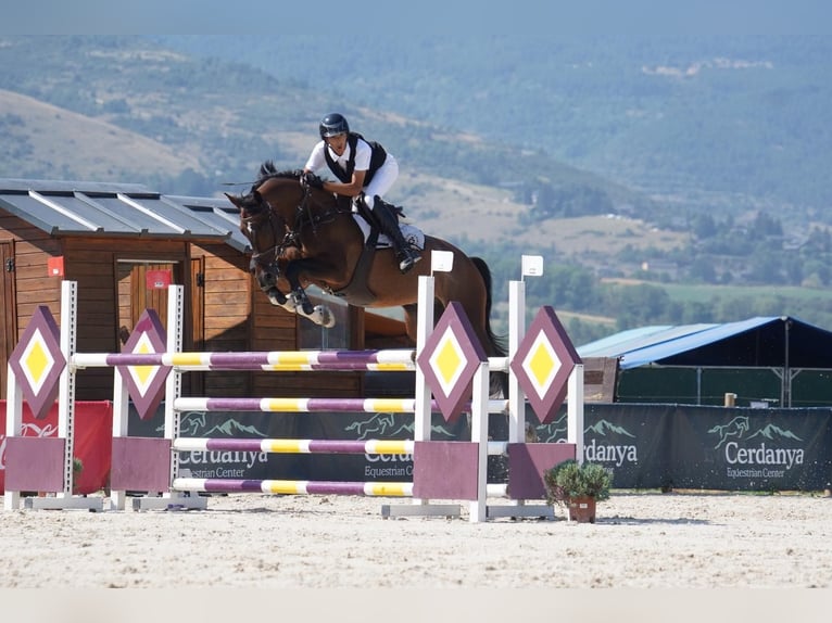 Caballo de deporte español Caballo castrado 8 años 177 cm Castaño in Barcelona