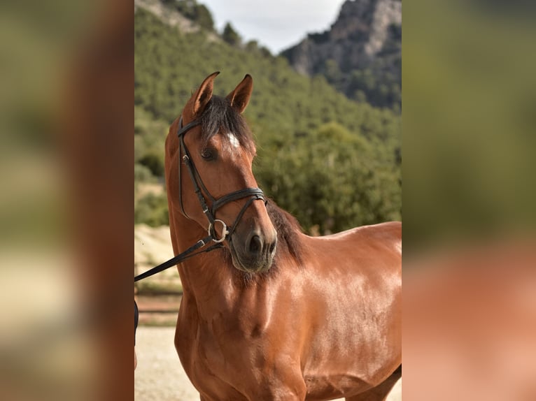 Caballo de deporte español Caballo castrado 8 años 179 cm Castaño oscuro in Huesca
