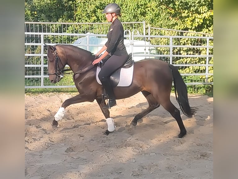 Caballo de deporte español Caballo castrado 9 años 158 cm Negro in Lage