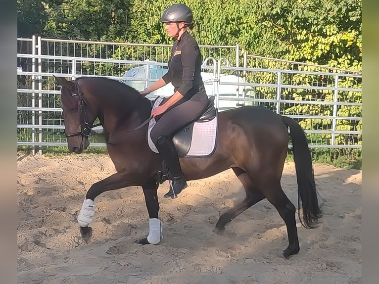 Caballo de deporte español Caballo castrado 9 años 158 cm Negro in Lage
