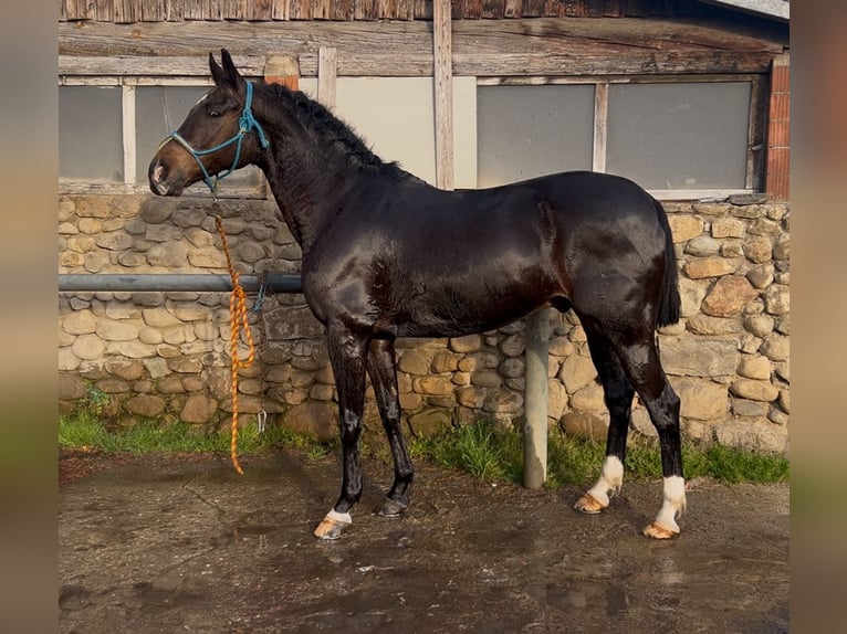 Caballo de deporte español Caballo castrado 9 años 159 cm Morcillo in Santo Stefano