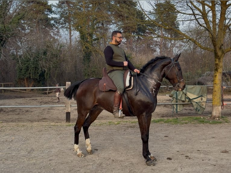 Caballo de deporte español Caballo castrado 9 años 159 cm Morcillo in Santo Stefano