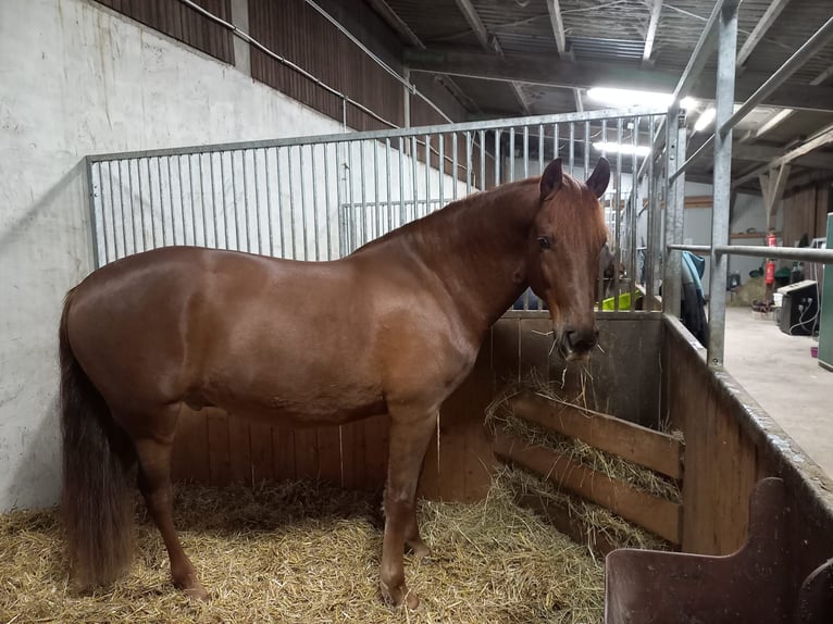Caballo de deporte español Caballo castrado 9 años 160 cm Alazán-tostado in Schwaigern