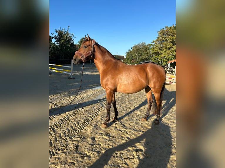 Caballo de deporte español Caballo castrado 9 años 160 cm Castaño in Weilerswist