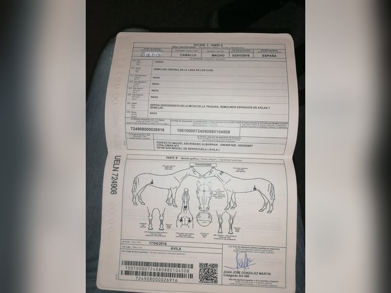 Caballo de deporte español Caballo castrado 9 años 162 cm Tordo in Penig