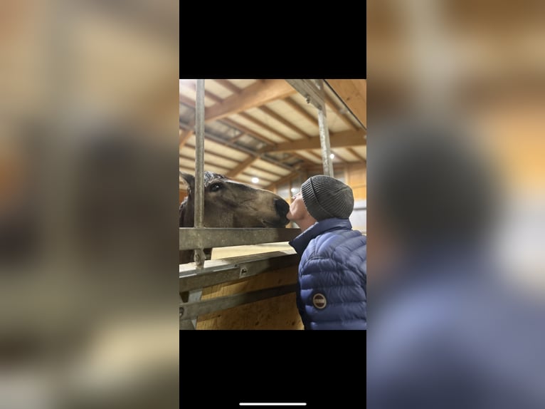 Caballo de deporte español Caballo castrado 9 años 165 cm Bayo in Aldrans