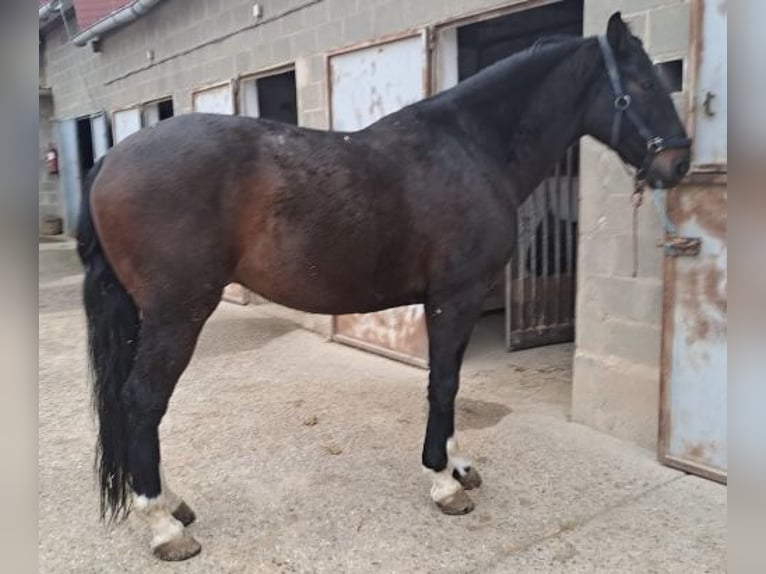 Caballo de deporte español Mestizo Caballo castrado 9 años 165 cm Castaño oscuro in Tordesillas