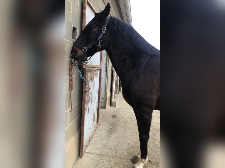 Caballo de deporte español Mestizo Caballo castrado 9 años 165 cm Castaño oscuro in Tordesillas