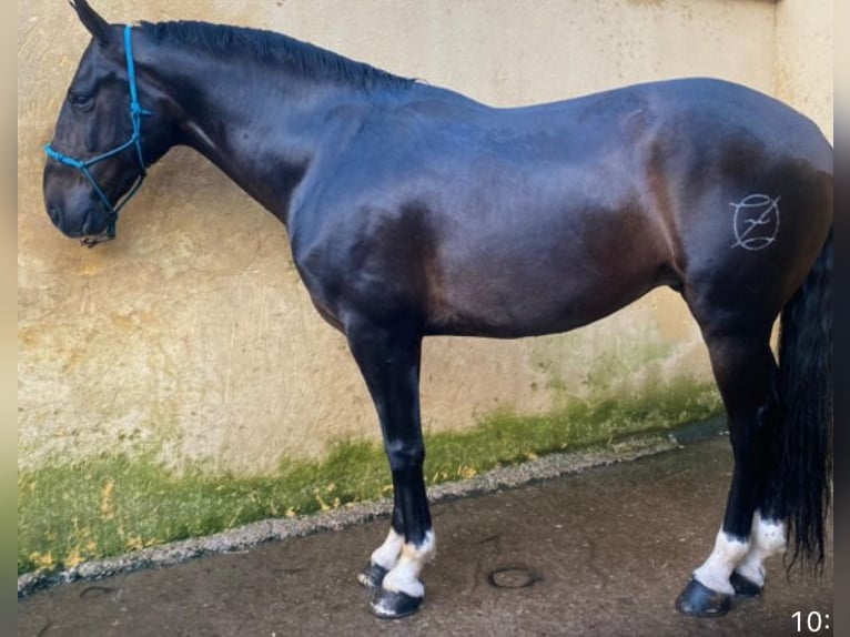 Caballo de deporte español Mestizo Caballo castrado 9 años 165 cm Castaño oscuro in Tordesillas