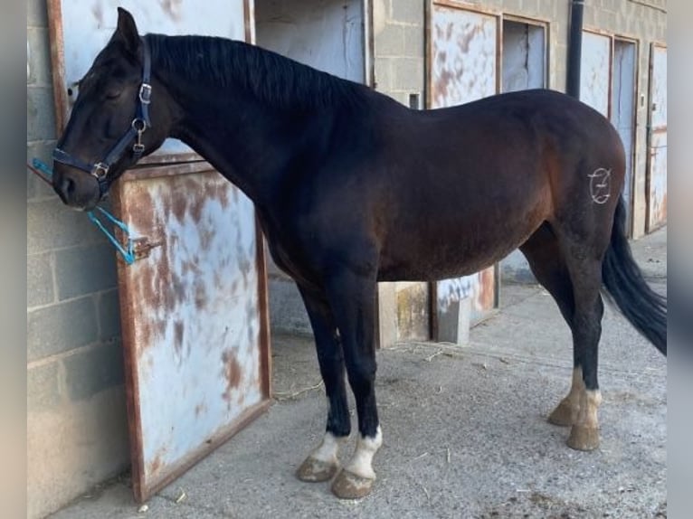 Caballo de deporte español Mestizo Caballo castrado 9 años 165 cm Castaño oscuro in Tordesillas