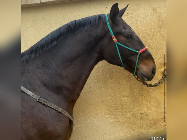 Caballo de deporte español Mestizo Caballo castrado 9 años 165 cm Castaño oscuro in Tordesillas