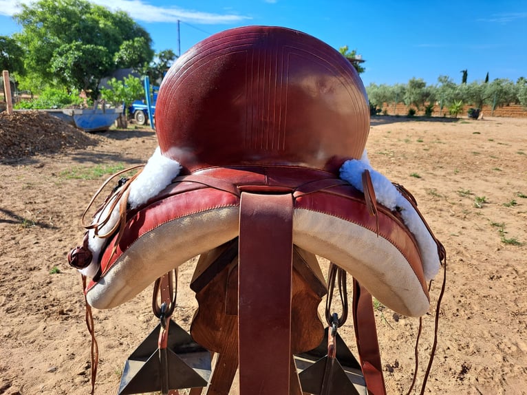 Caballo de deporte español Mestizo Caballo castrado 9 años 165 cm Tordo in Almonte