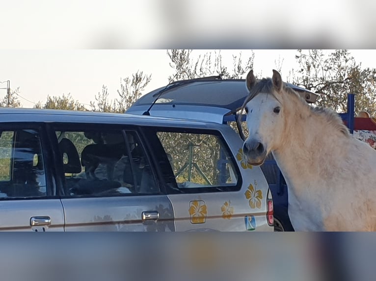 Caballo de deporte español Mestizo Caballo castrado 9 años 165 cm Tordo in Almonte