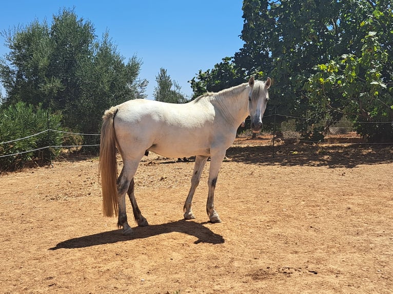 Caballo de deporte español Mestizo Caballo castrado 9 años 165 cm Tordo in Almonte