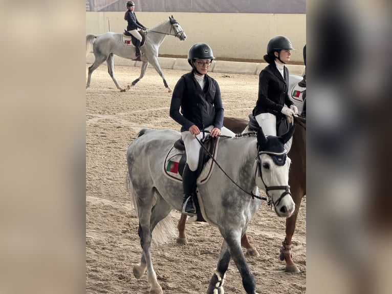 Caballo de deporte español Caballo castrado 9 años 165 cm Tordo in Matosinhos